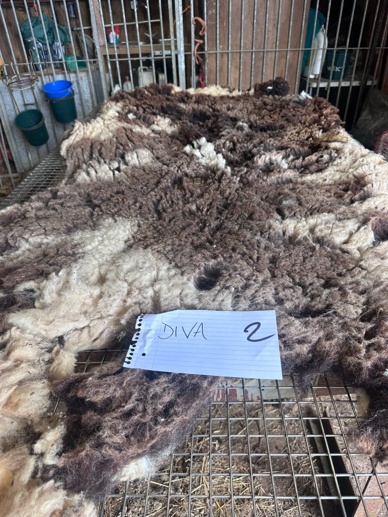fleeces
