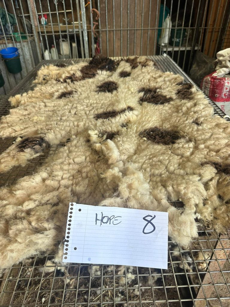 fleeces