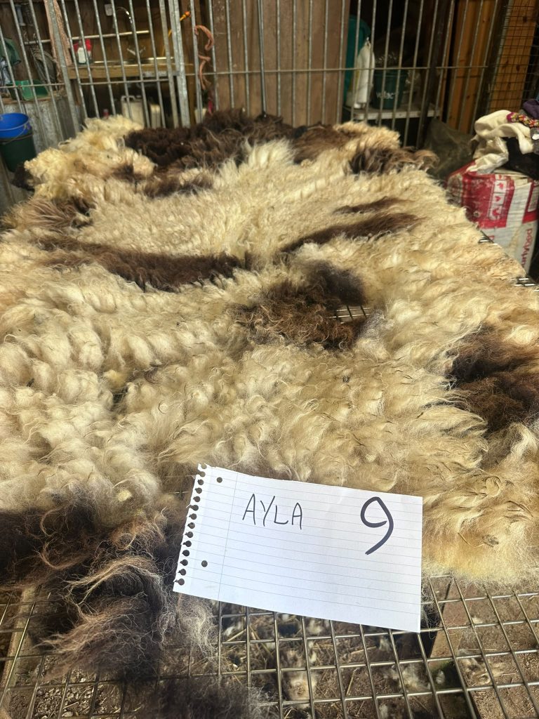 fleeces