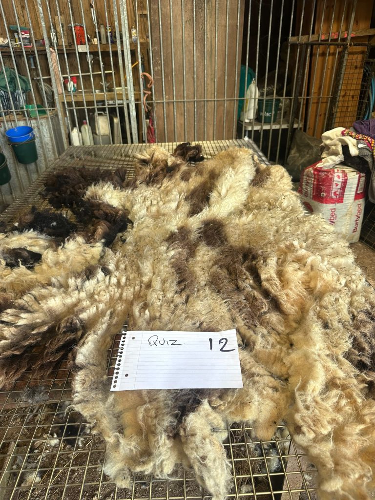 fleeces