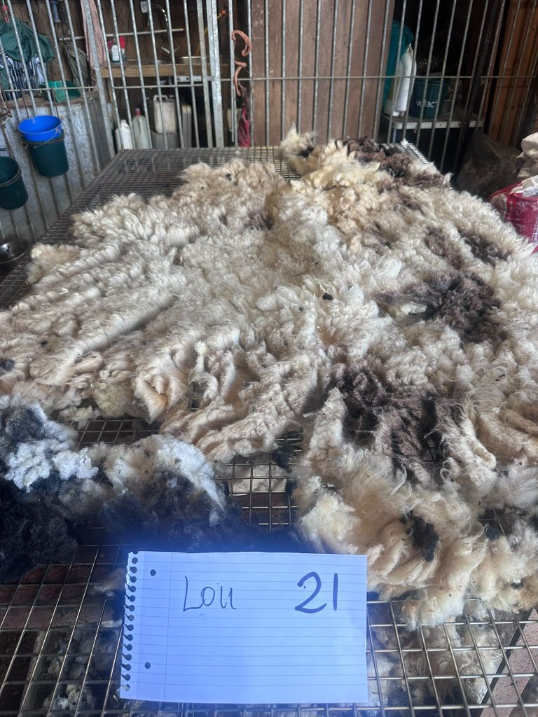fleeces