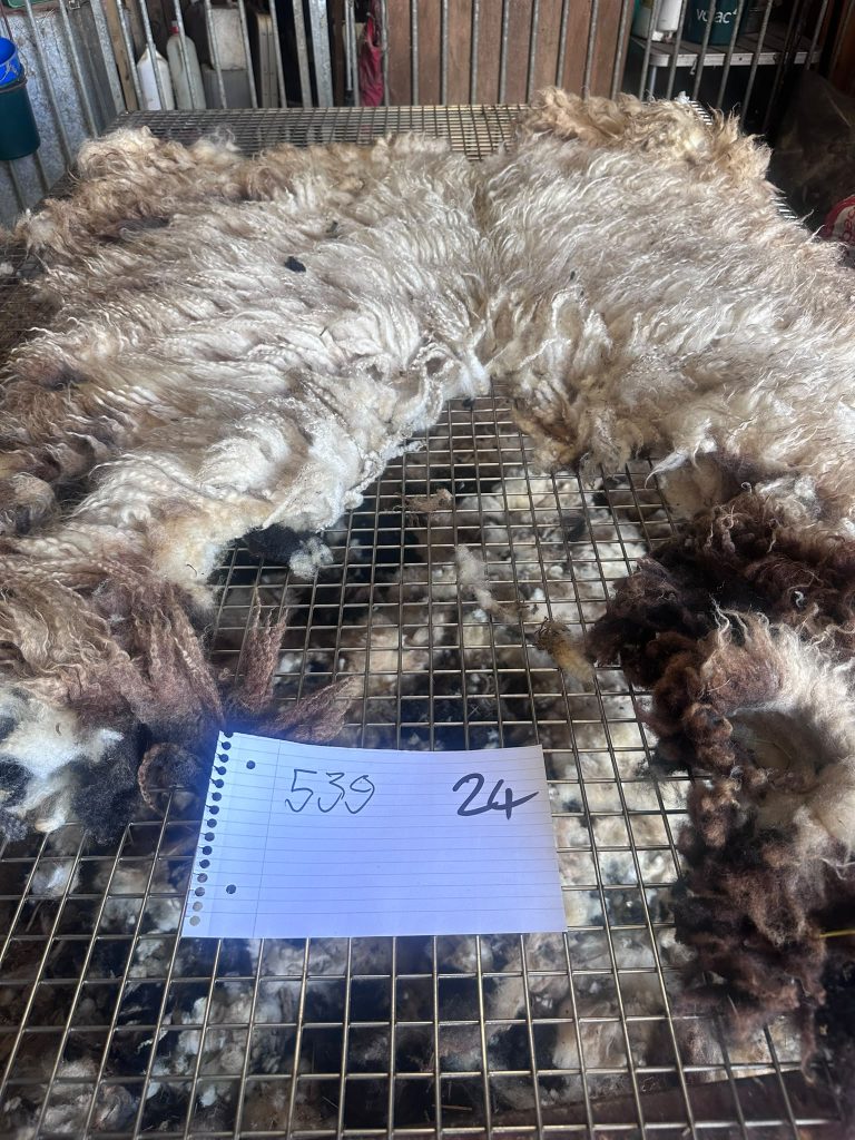 fleeces