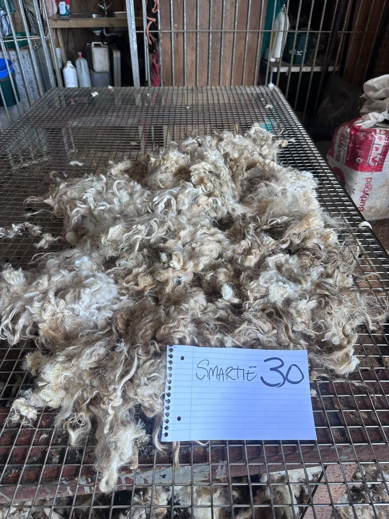 fleeces