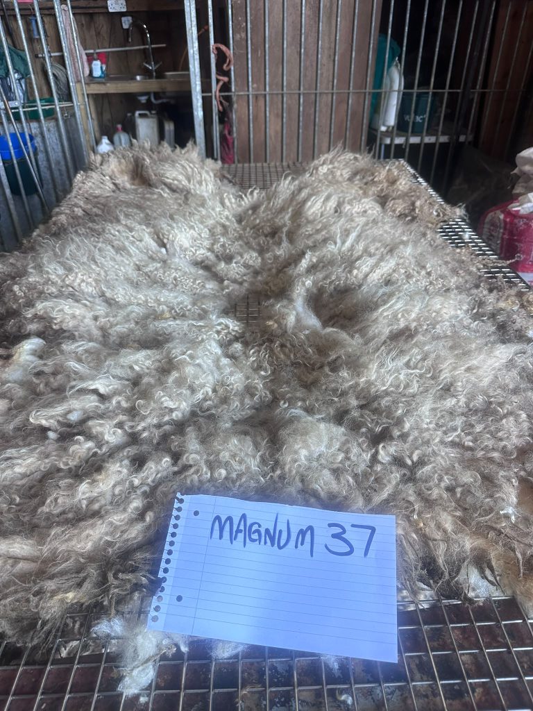 fleeces