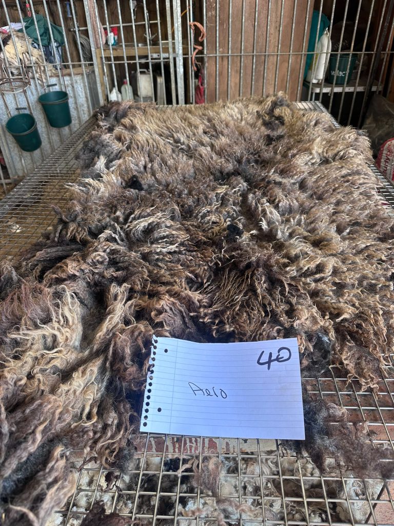 fleeces