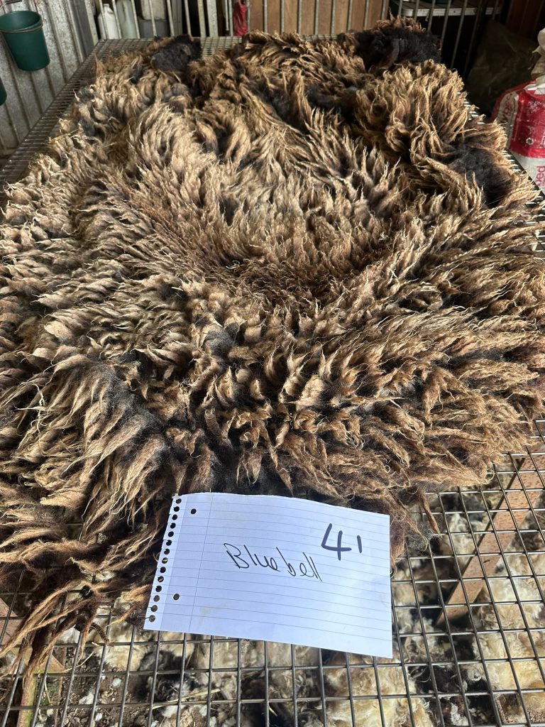 fleeces