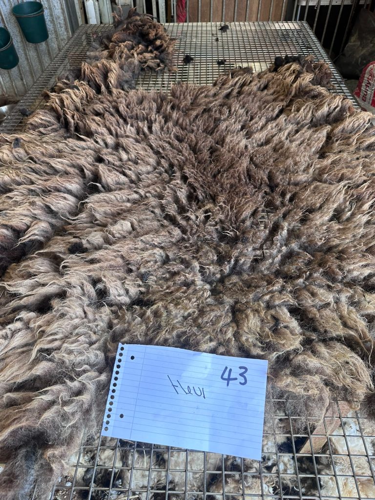 fleeces