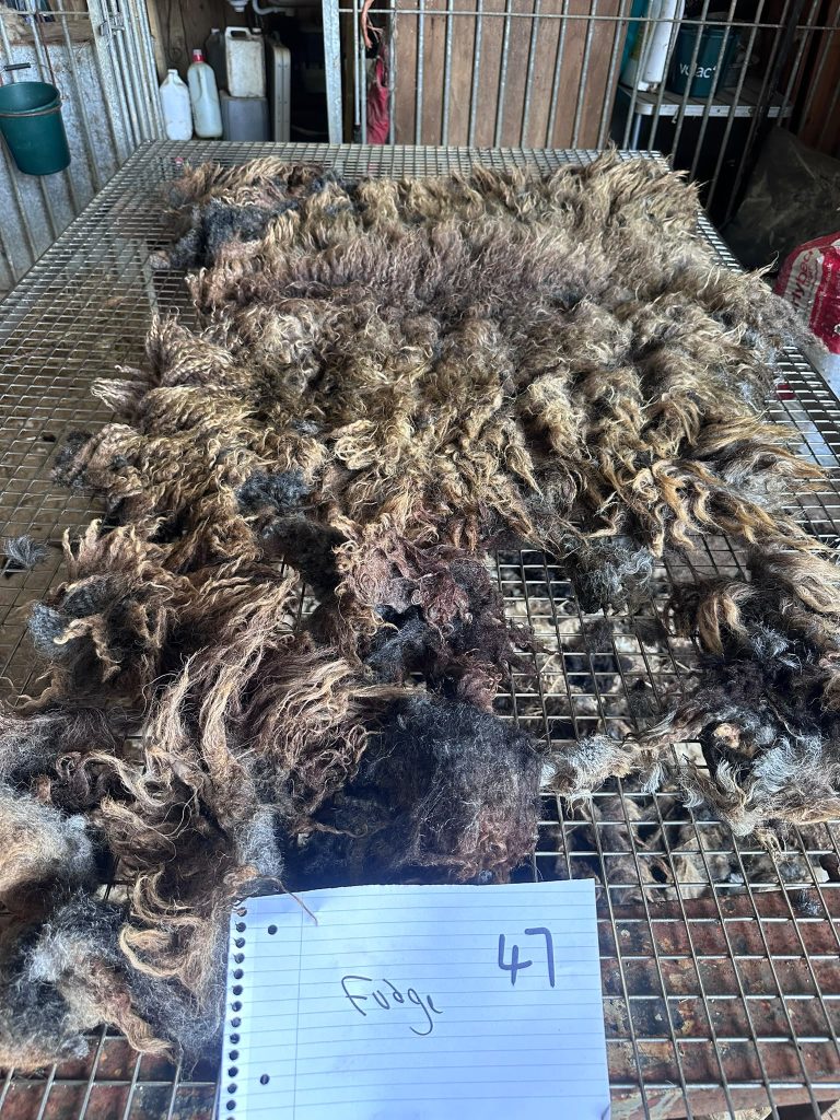 fleeces