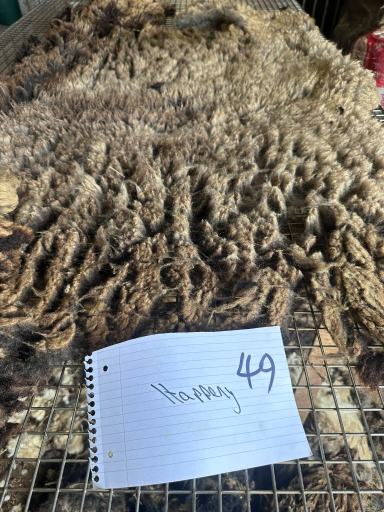 fleeces