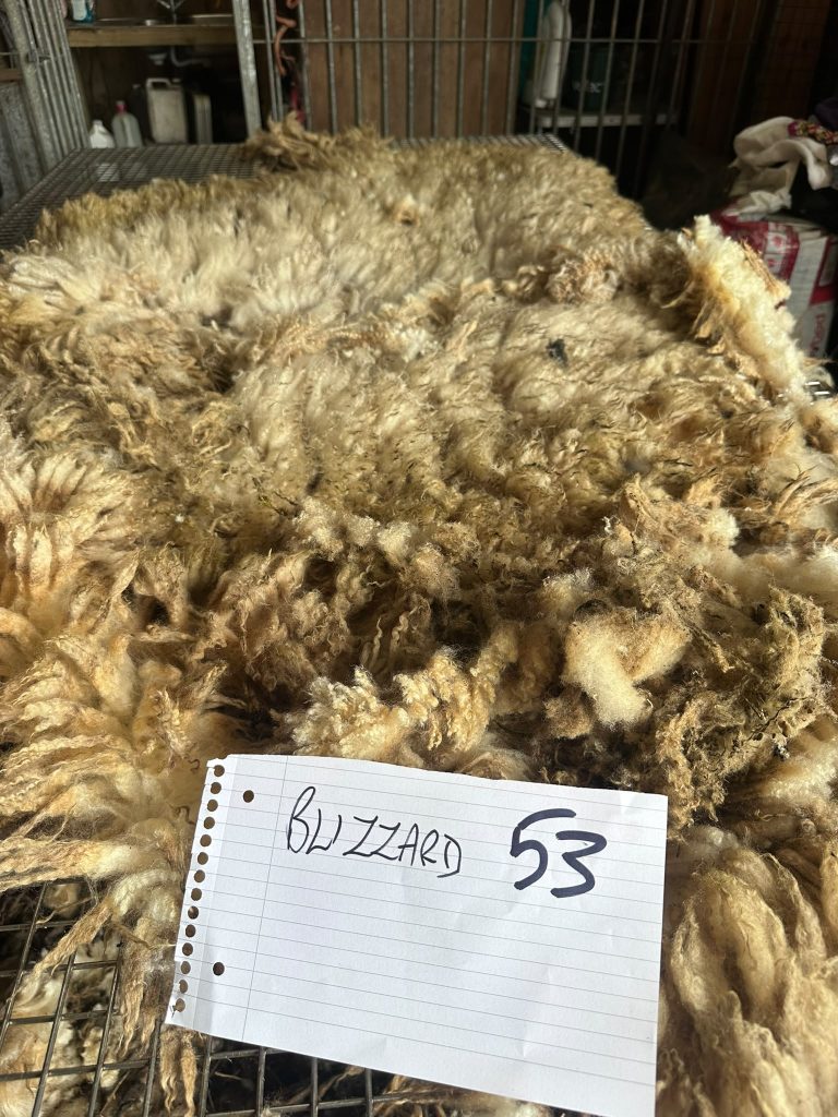 fleeces