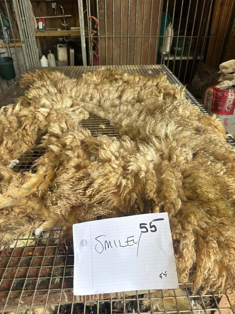 fleeces