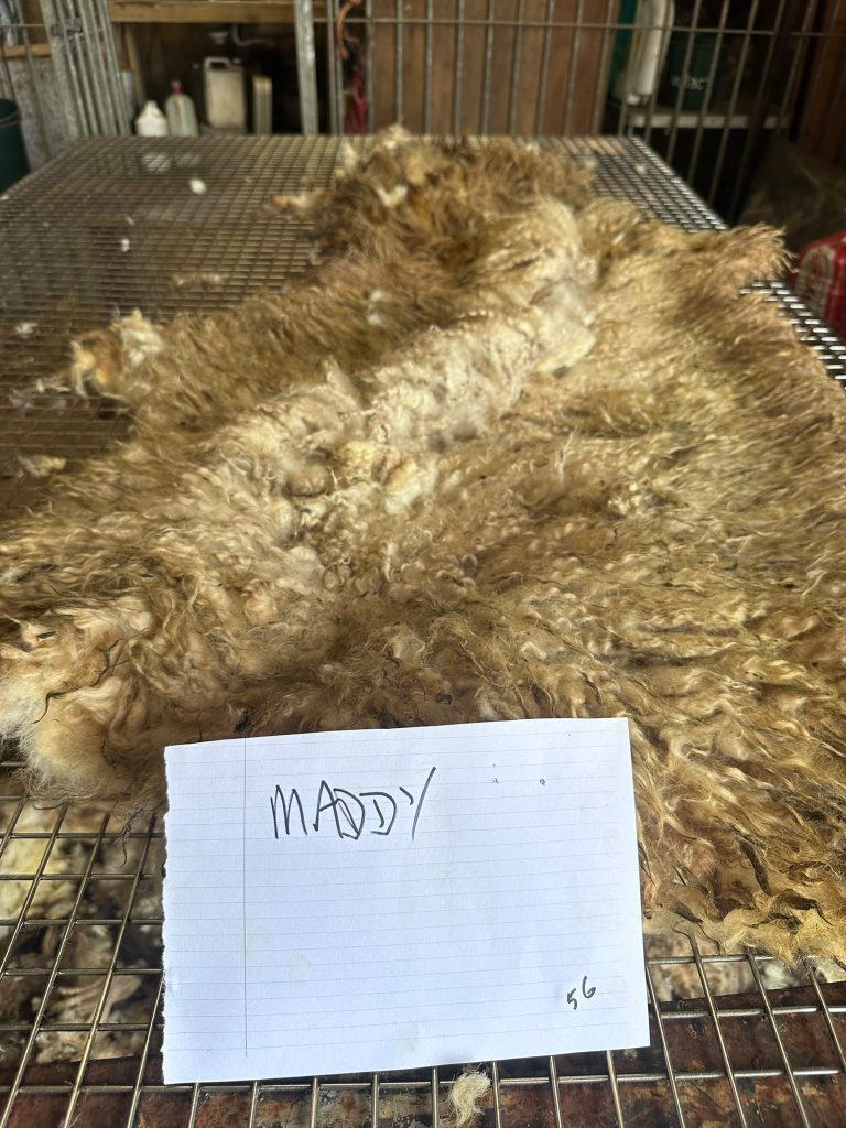 fleeces