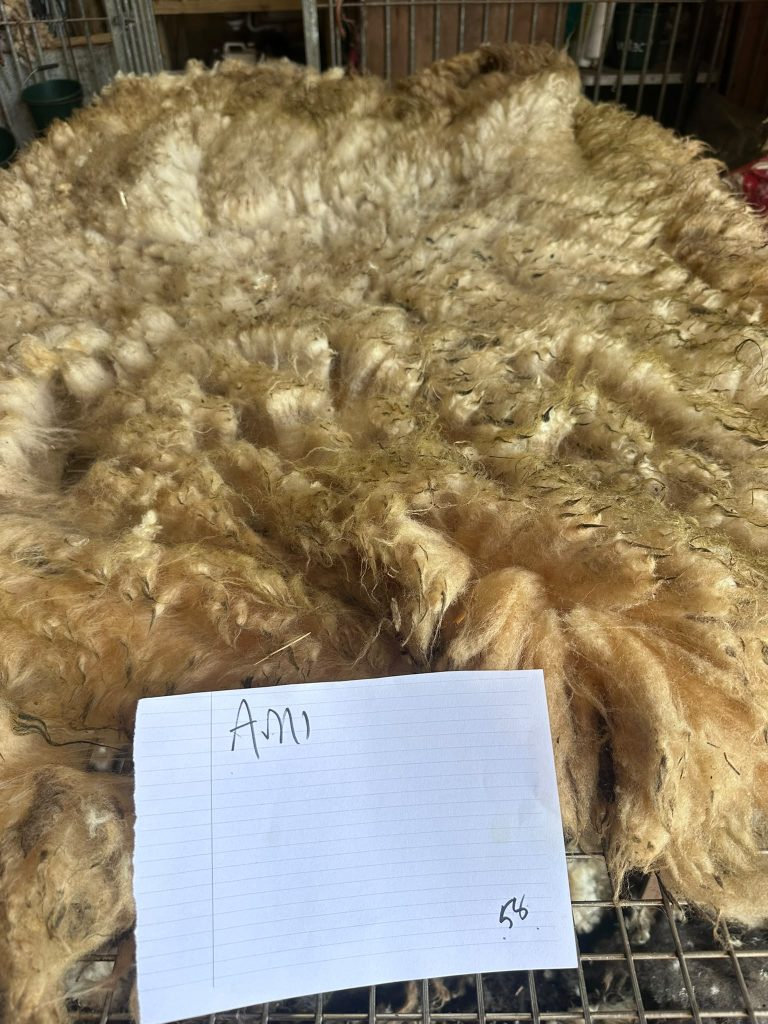 fleeces