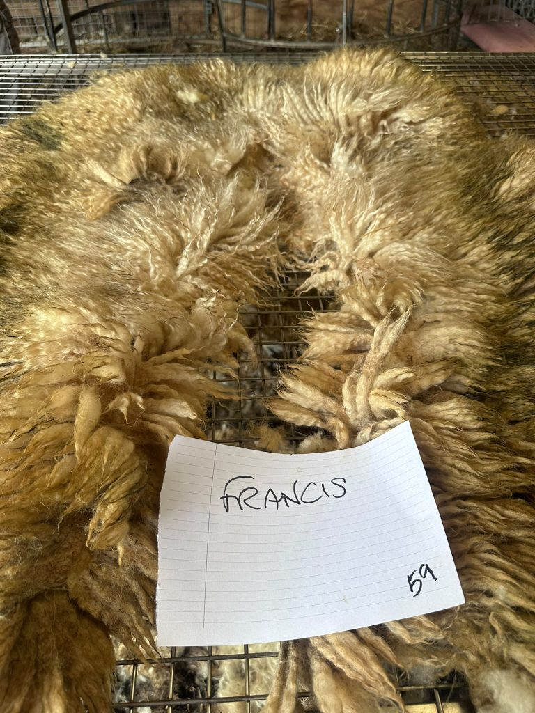 fleeces