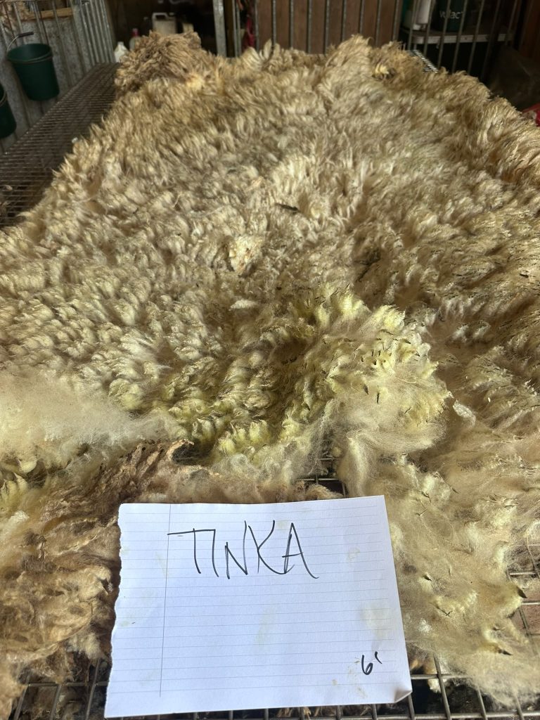 fleeces