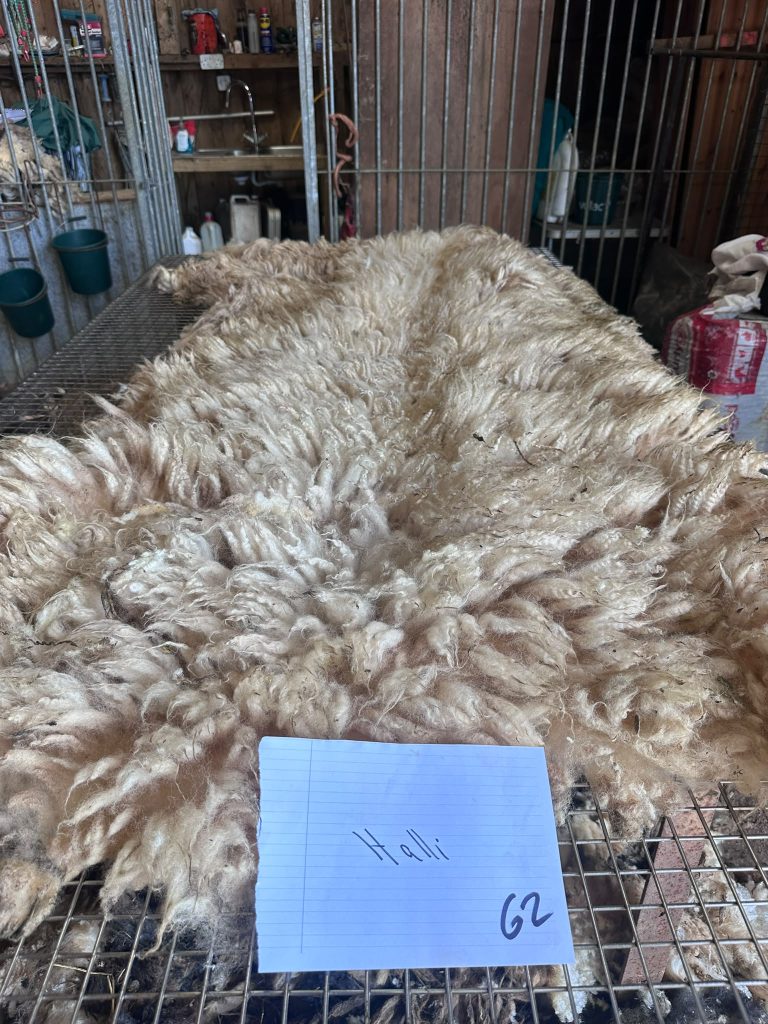 fleeces