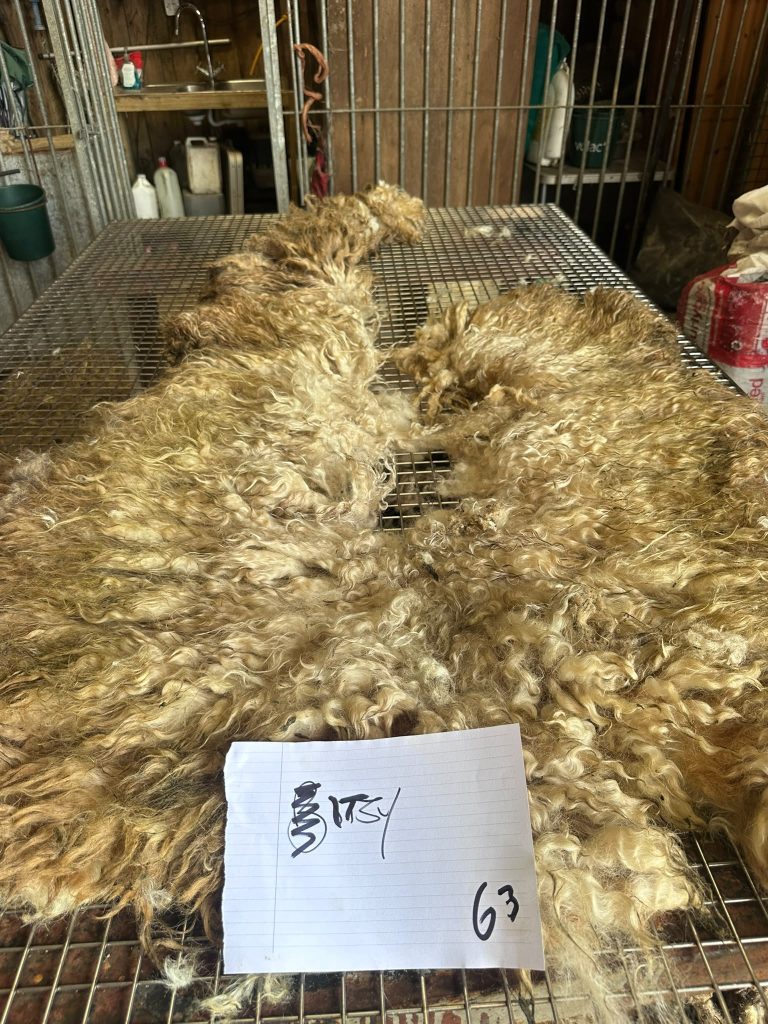 fleeces