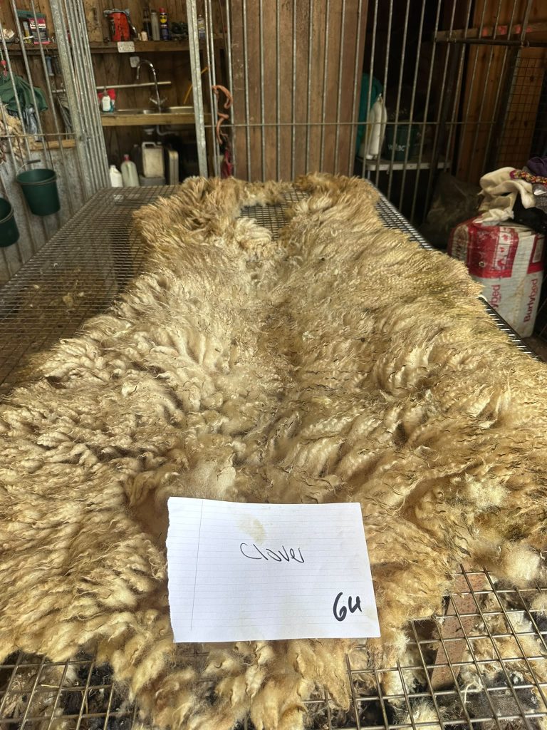 fleeces