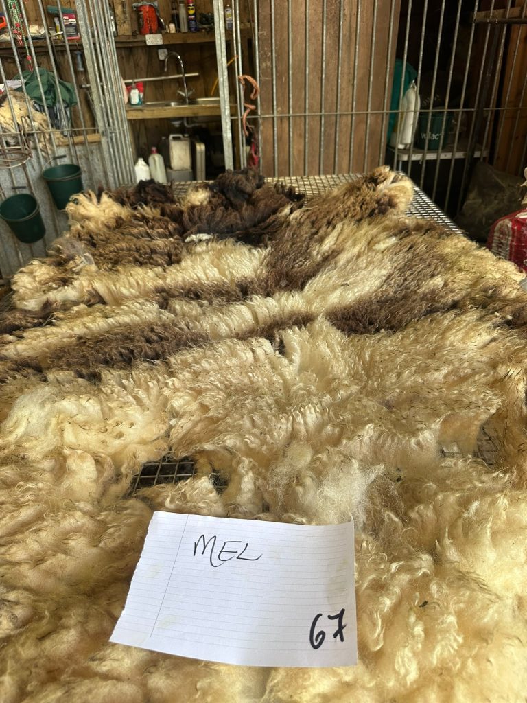 fleeces